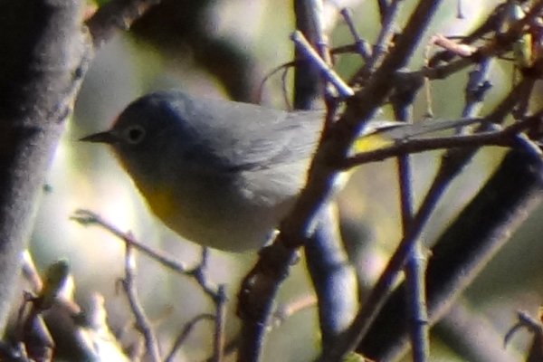 Miller Canyon, AZ - Apr. 16, 2013