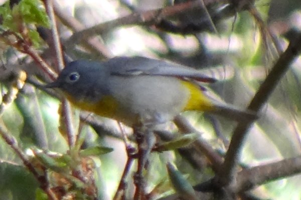 Miller Canyon, AZ - Apr. 16, 2013