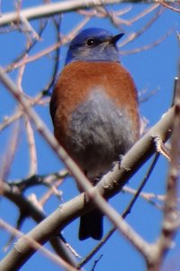 Florida Canyon, AZ - Jan. 9, 2012 - male