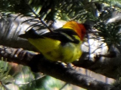 Miller Canyon, AZ - Apr. 16, 2013 - male