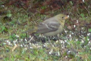 Winterport, ME - Dec. 30, 2005 - winter