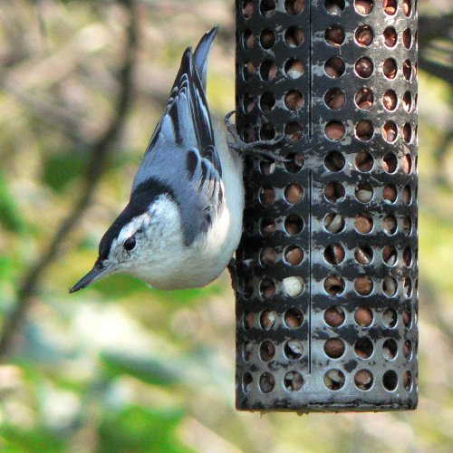 Shirleys Bay, ON - Sep. 16, 2006