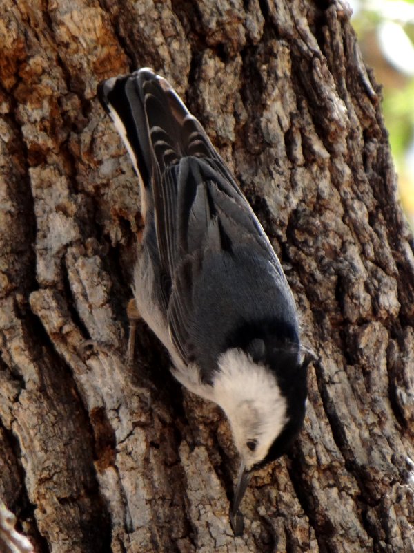 Ash Canyon, AZ - Apr. 16, 2013