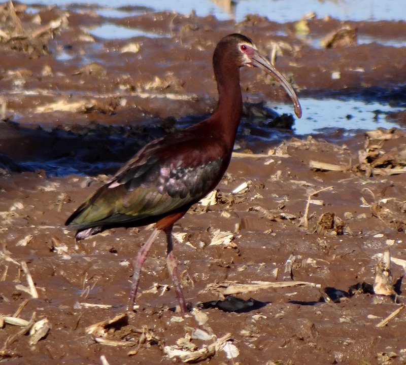 North of Yuma, AZ - Apr. 21, 2013 - adult breeding