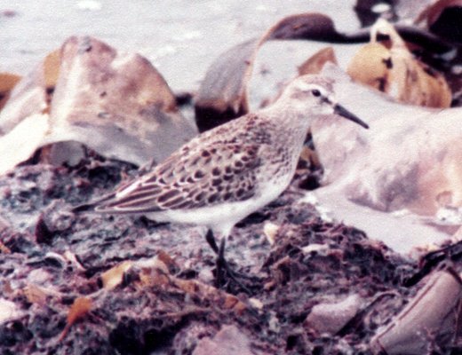Hartlan Point, NS - Oct. 26, 1983