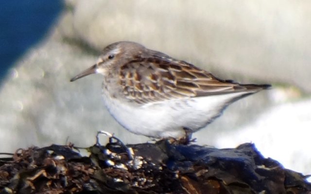 Hawk Beach, Cape Sable Island, NS - Nov. 20, 2013