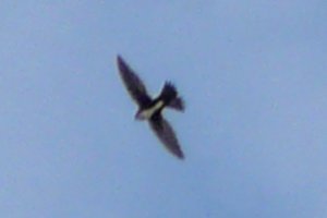 San Pedro River Reserve, Dudleyville, AZ - Jan. 2, 2011