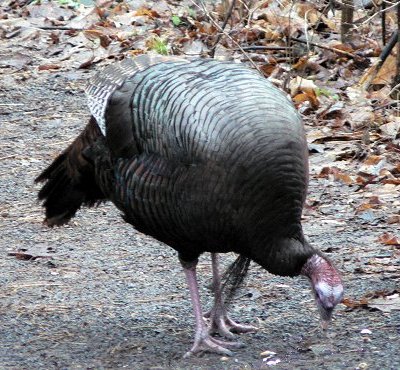 Britannia Conservation Area, Ottawa, ON - Jan. 6, 2007