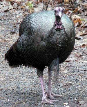 Britannia Conservation Area, Ottawa, ON - Jan. 6, 2007