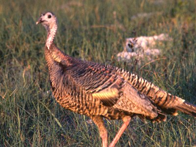 Aransas NWR, TX - Mar. 28, 1986