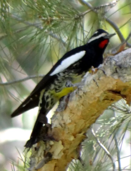 Boyce-Thompson Arboretum, Superior, AZ - Mar. 13, 2013 - male