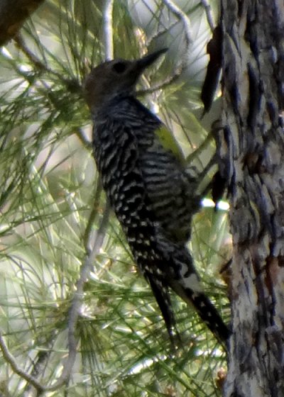 Boyce-Thompson Arboretum, Superior, AZ - Mar. 13, 2013 - female
