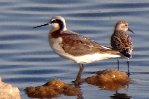 South of Obsidian Butte, Salton Sea, CA - Apr. 22, 2013 - female