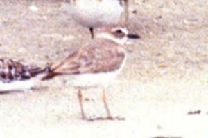 Fort Myers Beach, FL - May 8, 1985