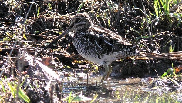 Marais des La&icirc;ches West, Gatineau, QC - Apr. 14, 2006