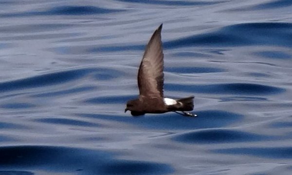 Offshore from Lower West Pubnico, NS - Aug. 16, 2014