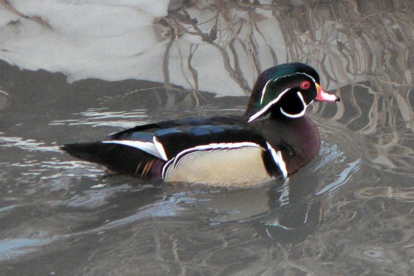 Graham Creek, Ottawa, ON - March 3, 2007