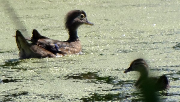 French Basin Trail, Annapolis Royal Marsh, Annapolis Royal, NS - July 4, 2013 - female and young