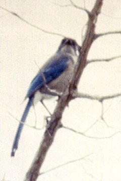 Campwood Road, TX - Apr. 7, 1986