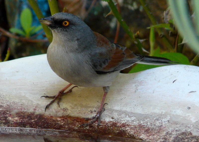 Madera Canyon, AZ - Apr. 8, 2010