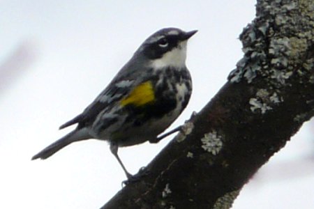 Ottawa West, ON - May 8, 2008 - spring male 'myrtle' race