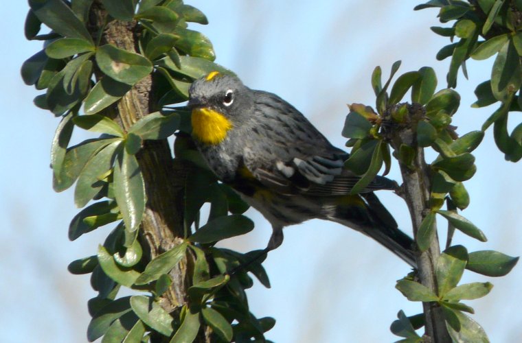 Casa Grande National Monument, Coolidge, AZ - Apr. 3, 2010 - male 'Audubon's' race