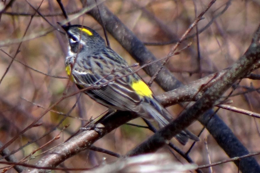 French Basin Trail, Annapolis Royal, NS - May 3, 2014 - spring male 'myrtle' race