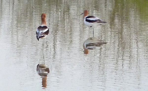 Gilbert Water Farms, Gilbert, AZ - Apr. 2, 2010