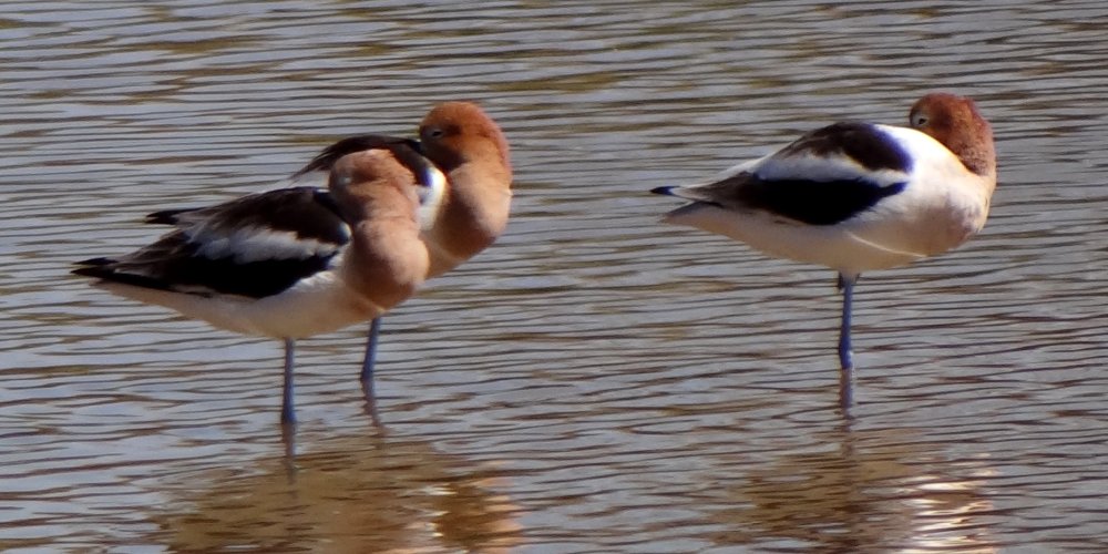 Gilbert Water Farms, Gilbert, AZ - Feb. 29, 2016 - snoozing