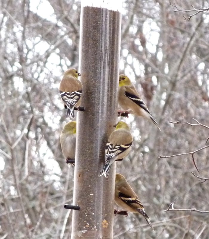 Hilda Street Feeders, Shirleys Bay, ON - Dec. 5, 2009 - winter plumage