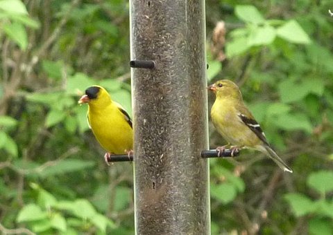 Hilda Street Feeders, Shirleys Bay, ON - Jun. 13, 2010 - summer male (left) and female