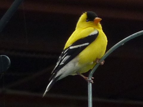 Parkway Drive, Ottawa, ON - Jun. 22, 2010 - summer male