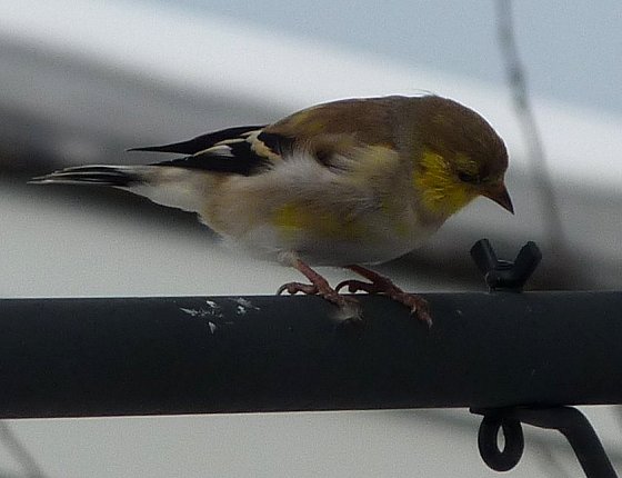 Parkway Drive, Ottawa, ON - Mar. 9, 2011 - molting to spring plumage