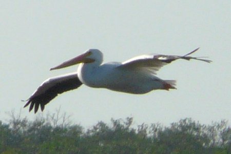 Ding Darling National Wildlife Refuge, Sanibel Island, FL - Jan. 14, 2013