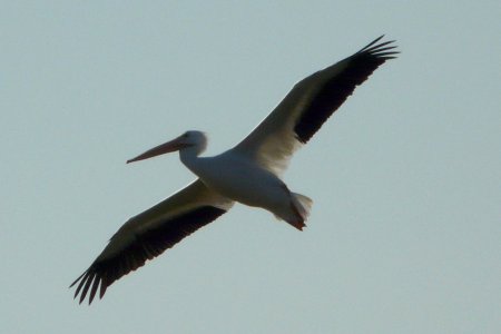 Ding Darling National Wildlife Refuge, Sanibel Island, FL - Jan. 14, 2013
