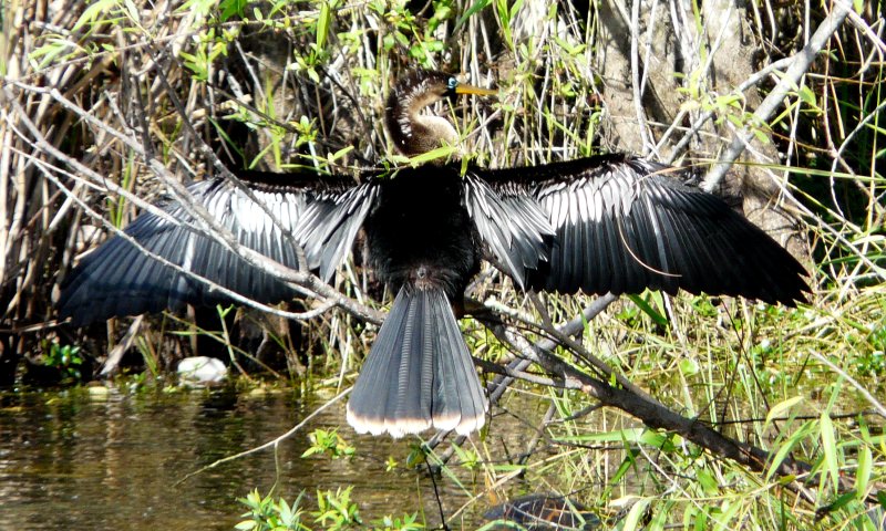 Anhinga Trail, Everglades National Park, FL - Jan. 12, 2013