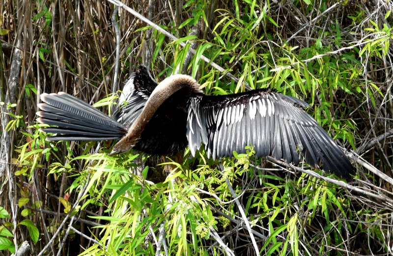 Anhinga Trail, Everglades National Park, FL - Jan. 12, 2013