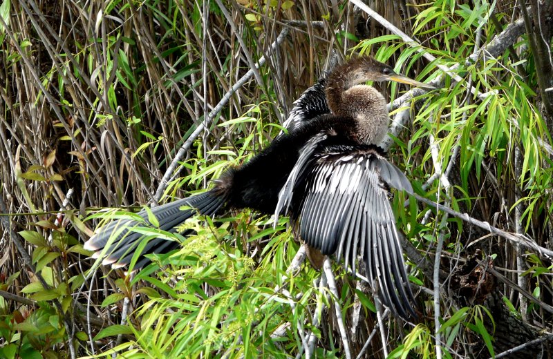 Anhinga Trail, Everglades National Park, FL - Jan. 12, 2013