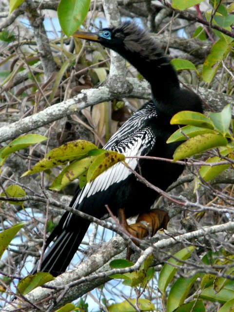 Anhinga Trail, Everglades National Park, FL - Jan. 12, 2013 - breeding male