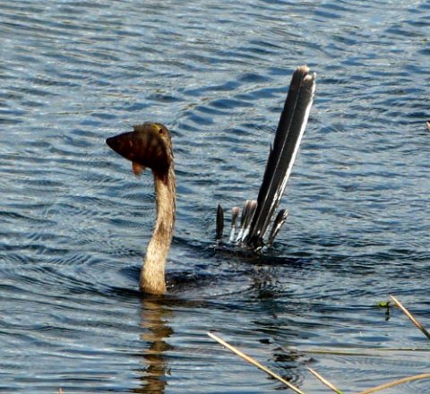 Anhinga Trail, Everglades National Park, FL - Jan. 12, 2013 - breeding male