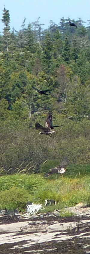 Brier Island, NS - Sep. 5, 2010 - near adult and immature in flight