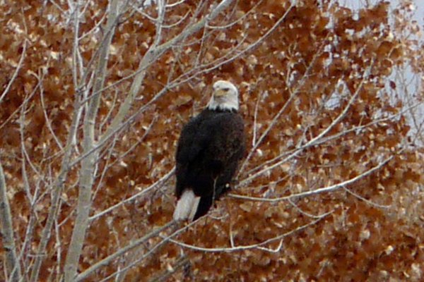 Bosque del Apache, NM - Dec. 20, 2011 - adult