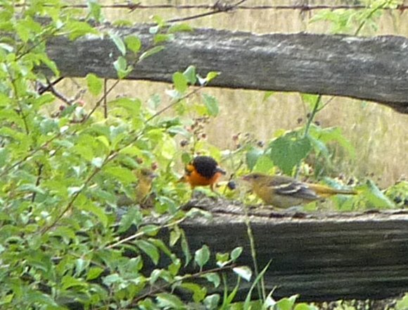 SE of Oxford Mills, ON - July 11, 2010 - adult male feeding young