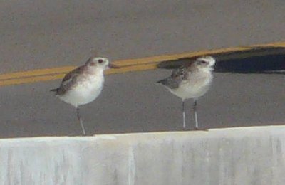 Sanibel Island Causeway, FL - Jan. 14, 2013 - winter plumage