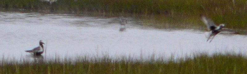 Cape Sable Island, NS - Aug. 5, 2014 - in flight
