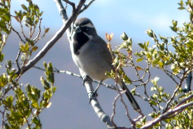Lake Balmorhea, TX - Jan. 19, 2013