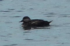Meteghan, NS - Apr. 25, 2011 - female