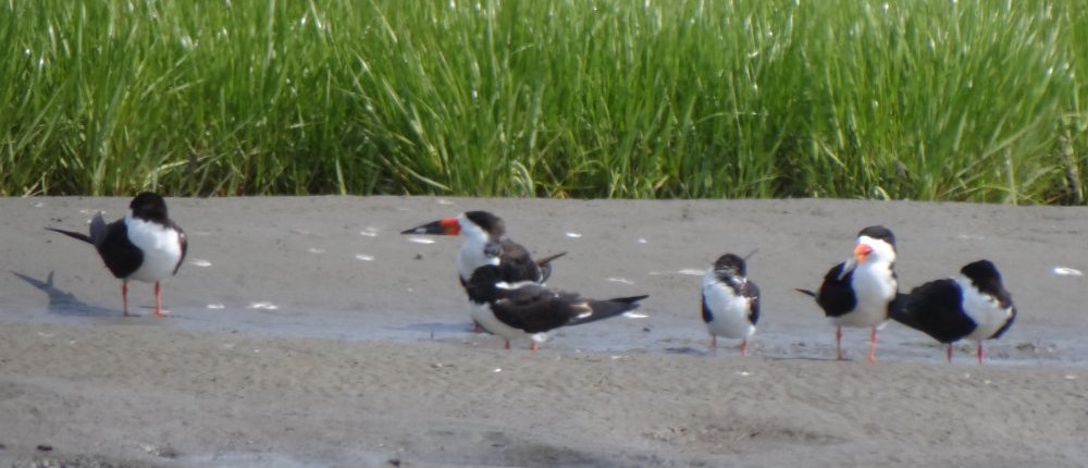 Mavillette Beach, NS - Jul. 7, 2014