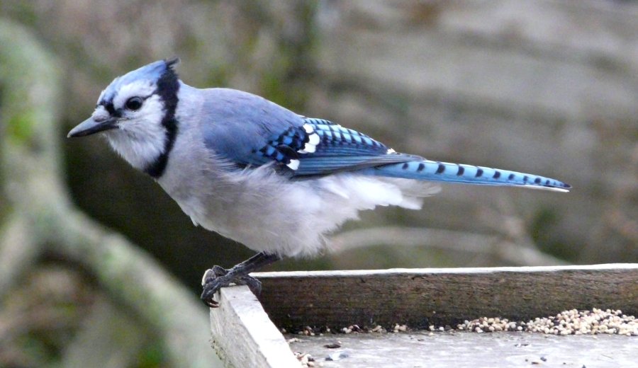 Canso, NS - Nov. 15, 2012