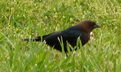 Blackwater NWR Wildlife, MD - May 22, 2011 - male